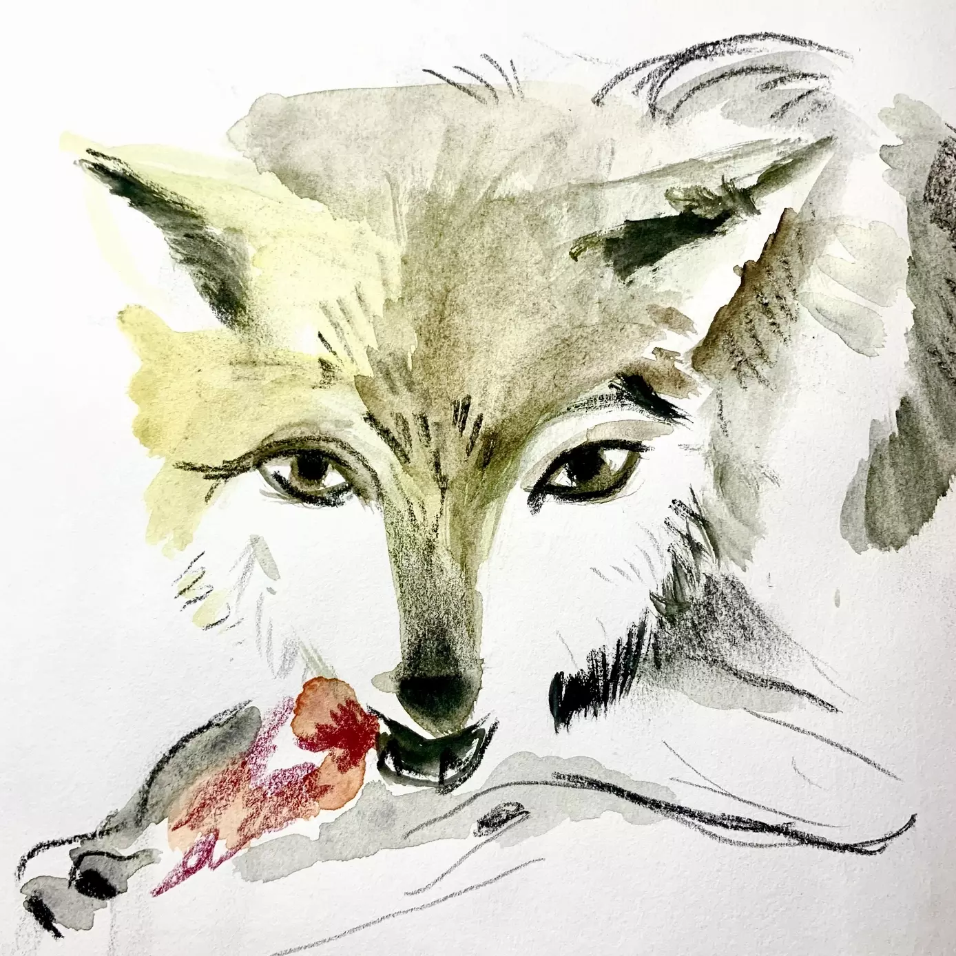 a watercolour illustration of a wold eating a bone 